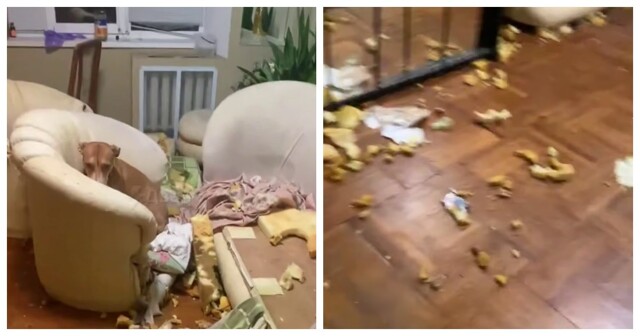 Собака как следует порезвилась в квартире хозяина