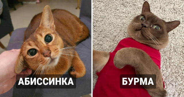 9 пород кошек, которые являются самыми умными