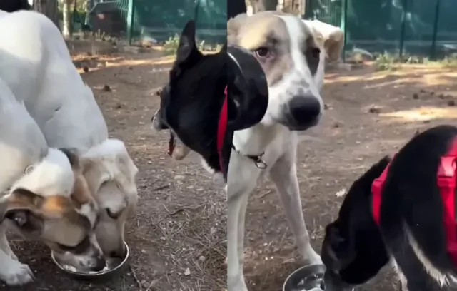 Хитрый и смекалистый пёс