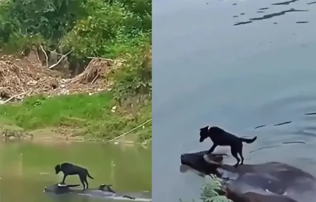 Пёс переплыл реку на спине буйвола