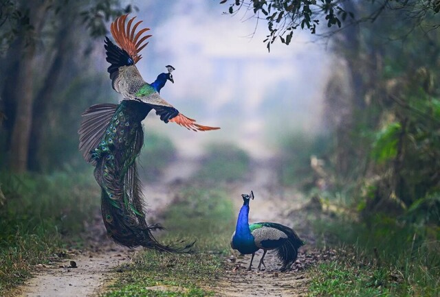 На общую тему 