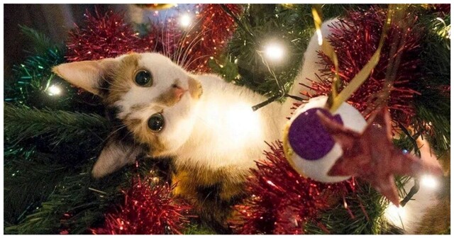 Ёлки в некоторых домах ничто не спасёт