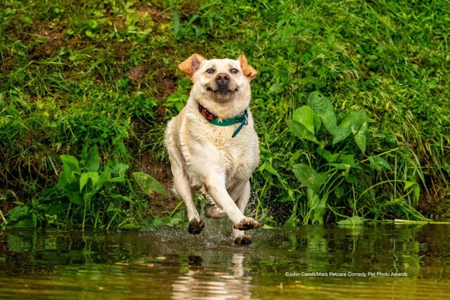 Comedy Pet Photography Awards-2