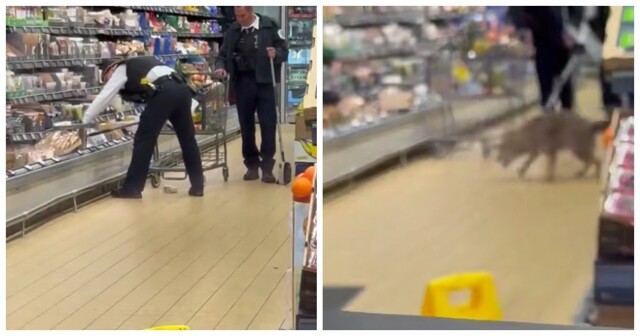 Койот спрятался в продуктовом отделе магазина