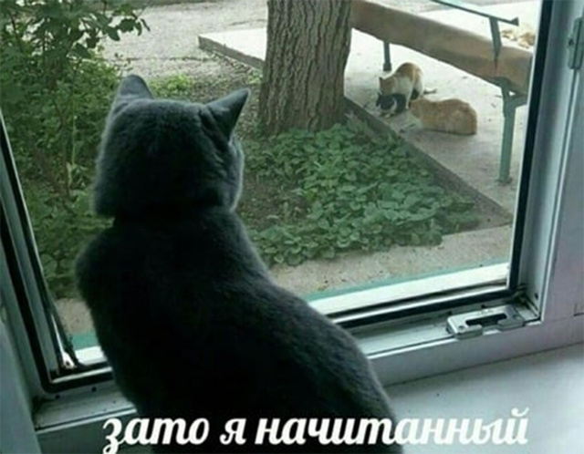 На что способны коты, чтобы добраться до кошек