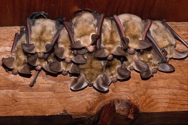 Животный мир Земли-4