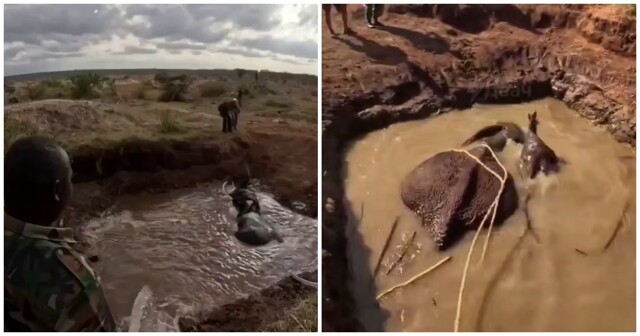 Добрые люди помогли слонихе с детёнышем