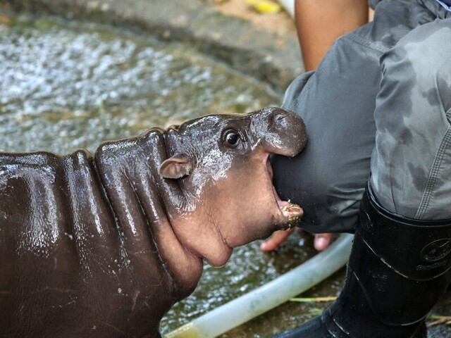 Карликовый бегемот: самый редкий вид, покоривший интернет своей неожиданной добротой