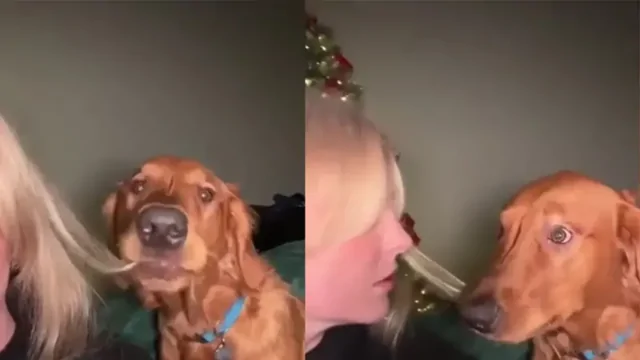 Псу пришлись по вкусу волосы хозяйки