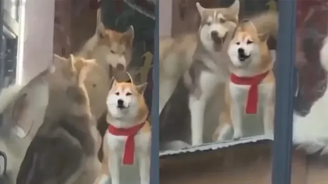 Пёс, мечтающий побыть в одиночестве