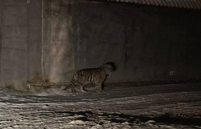 Тигрёнок потерял маму и пришел к людям