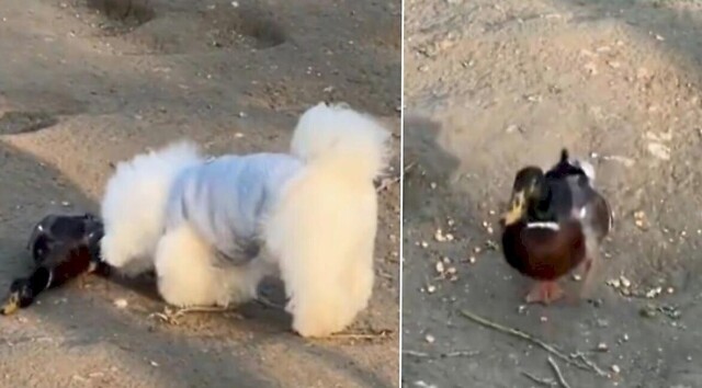 Утка инсценировала гибель и перехитрила пса