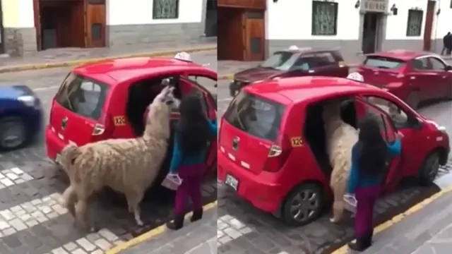 Жители Перу отправились в поездку с необычным домашним питомцем