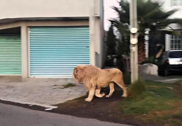 Как в "Джуманджи": огромный лев разгуливал по улицам города