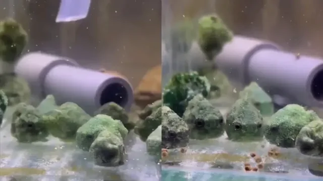 Японские рыбки, напоминающие брокколи