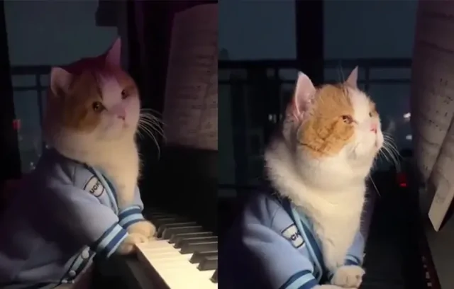Начинающий пианист музицирует