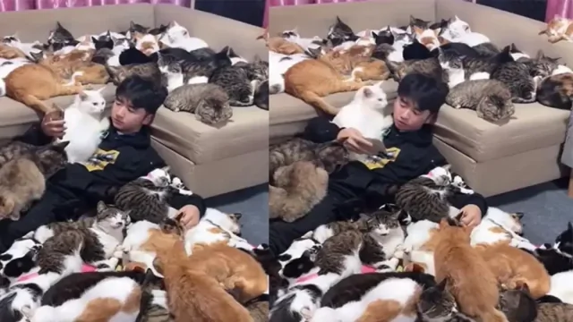 Пушистая и мурлыкающая терапия