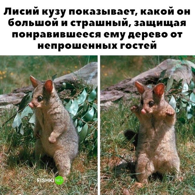 Бу! Испугался?