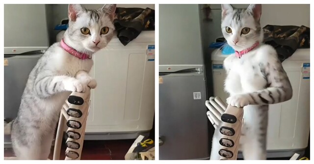 Нейрофильтр превратил домашних животных в человекоподобных существ