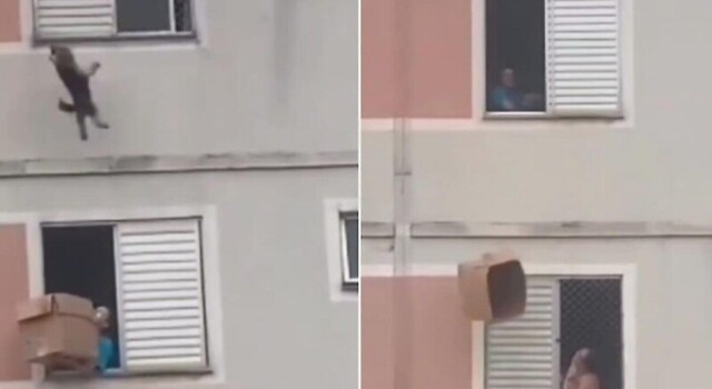 Драматичное спасение пса в Бразилии