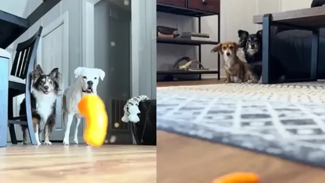 Псы и несостоявшаяся битва за чипсину