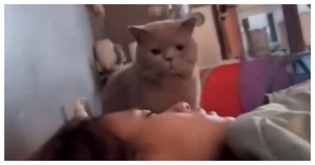 Недовольный голодный кот