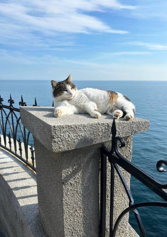 Сброшенная с обрыва в «Ласточкином гнезде» кошка Муся оказалась жива