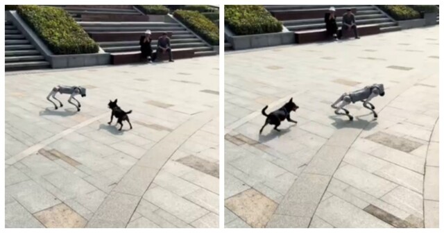 Реакция собаки на робопса