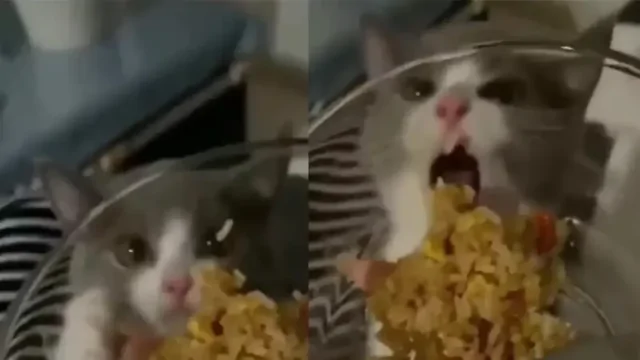 Котик из этого видео не может понять, почему еда не попадает ему в рот