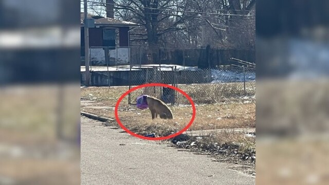 В США спасли бездомного пса, который застрял мордой в ведре из-под сырных шариков