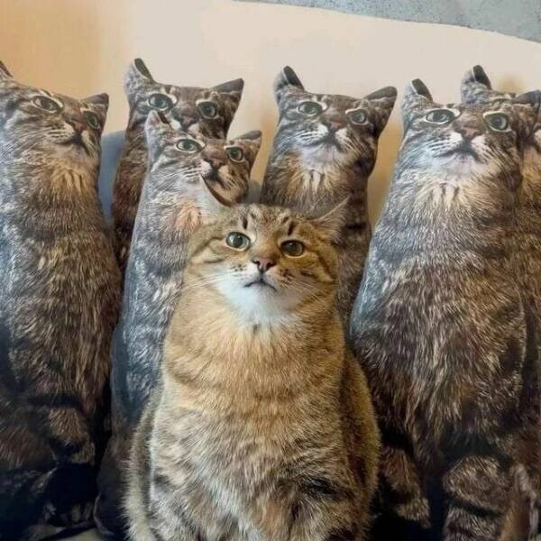  Намешалось 