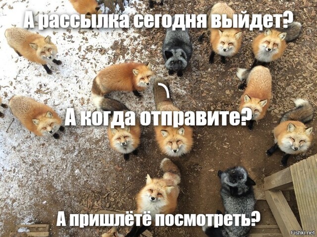 А рассылка сегодня выйдет?