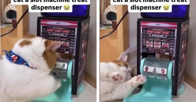 В США появились оригинальные кормушки для кошек, похожие на игровые автоматы