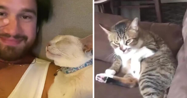 Реакция кошек на чих