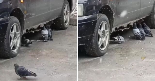 В Новосибирске обнаружена настоящая причина быстрого износа автомобилей