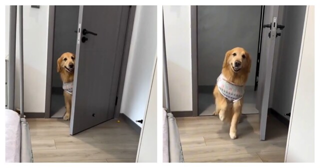 Сюрприз от четвероногого друга