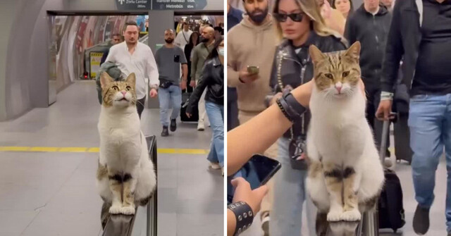 Кот сломался