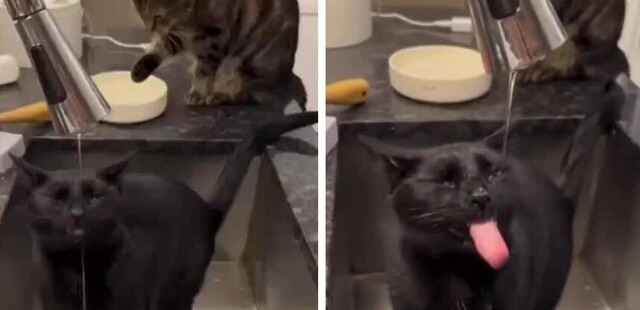 Не дай себе засохнуть: коты утоляют жажду