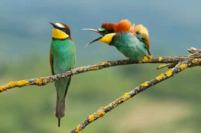 На общую тему 