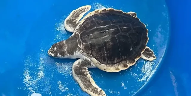 Редкая черепаха не может вернуться в США из-за законов Трампа
