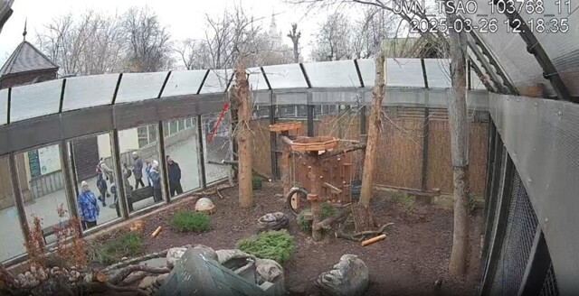 Попытка побега енота-полоскуна из Московского зоопарка попала на видео