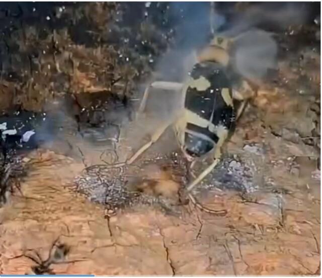 Жуки-бомбардиры своё название получили благодаря своеобразному защитному механизму