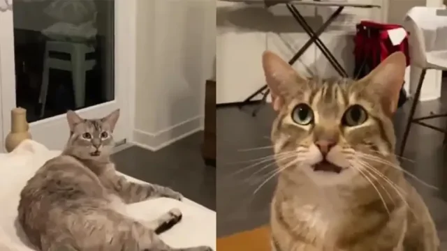 «Я! Нет я!»: котики устроили милую дискуссию