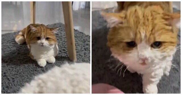 Кота связали