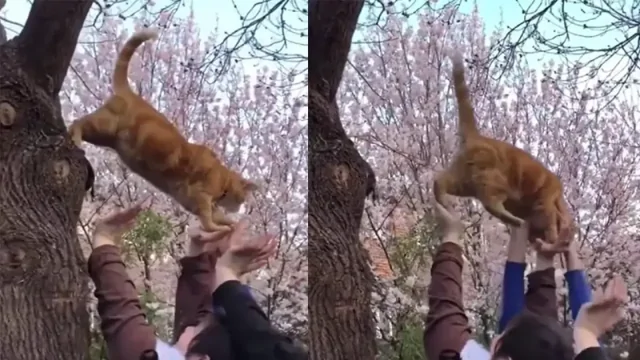 Люди помогли коту слезть с дерева