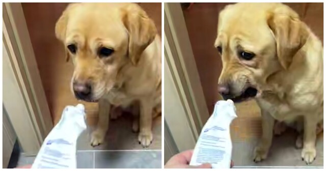 Будни лабрадоров