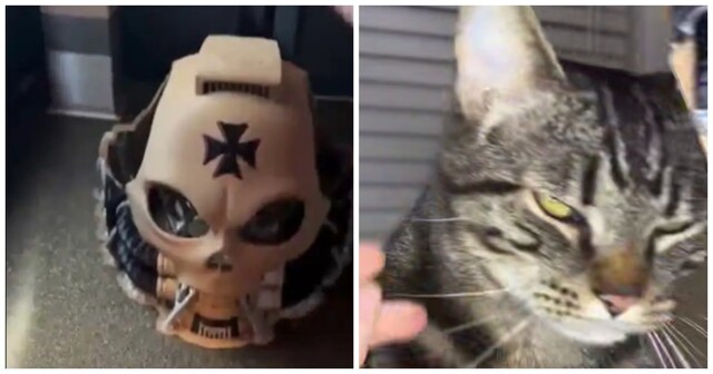 Когда владелец кота фанат Warhammer 40000