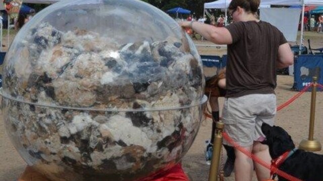 Рекордное количество собачьей шерсти было собрано в прозрачный шар