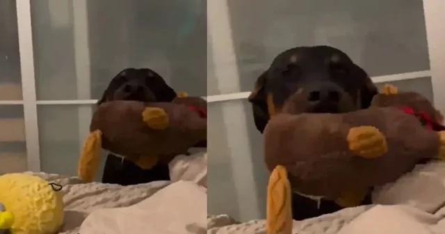 Пёс взял на себя роль будильника