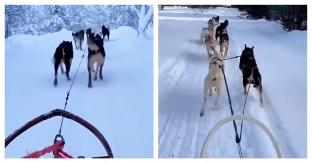 Как ездовые собаки испражняются во время заезда